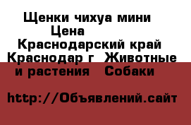 Щенки чихуа мини › Цена ­ 7 000 - Краснодарский край, Краснодар г. Животные и растения » Собаки   